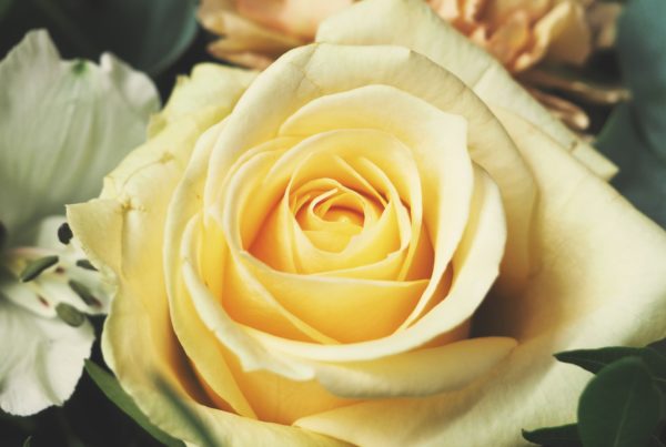 Close up of a yellow rose with other flower varieties in the background.