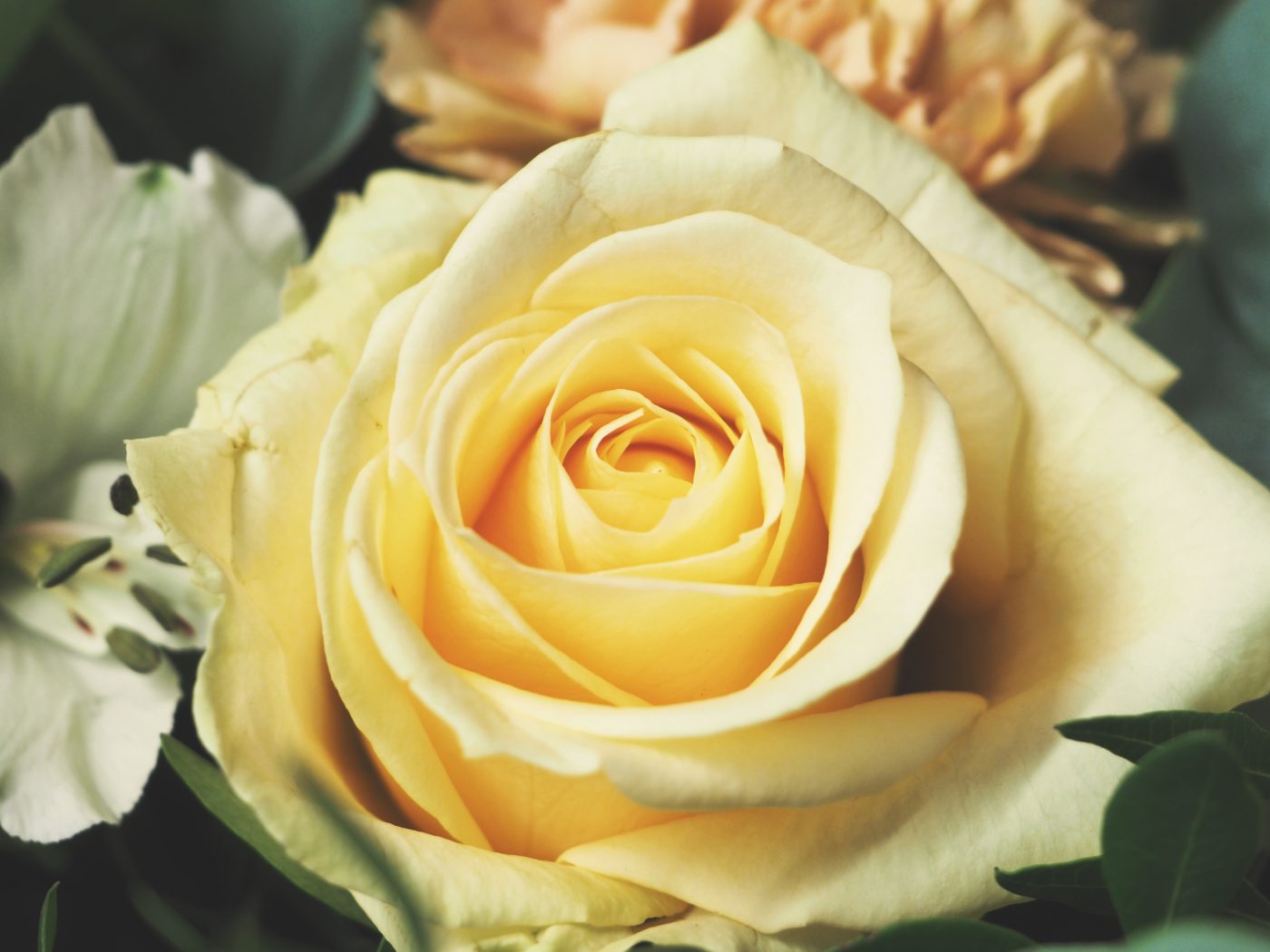 Close up of a yellow rose with other flower varieties in the background.