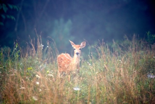 A young doe in a field of wildflowers