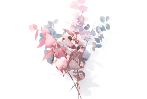 eucalyptus branches in shades of pink, brown and green