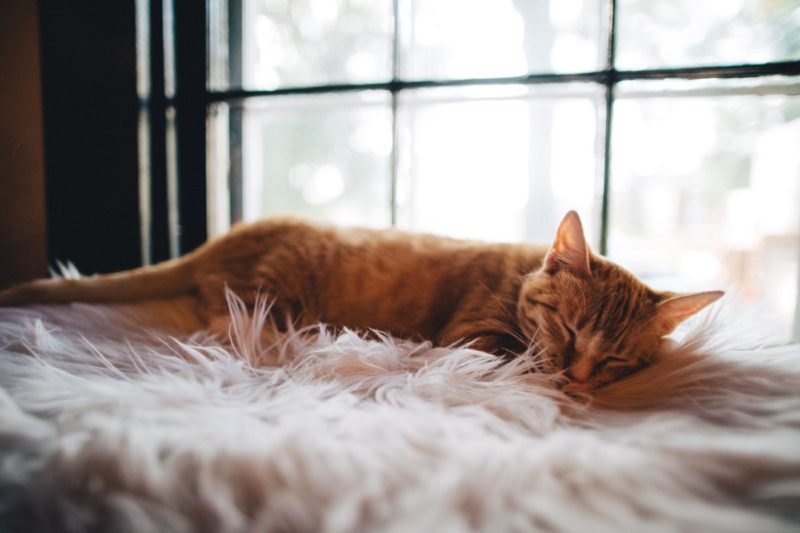 A ginger cat taking a reiki induced nap on a sheepskin rug by the windowsill.