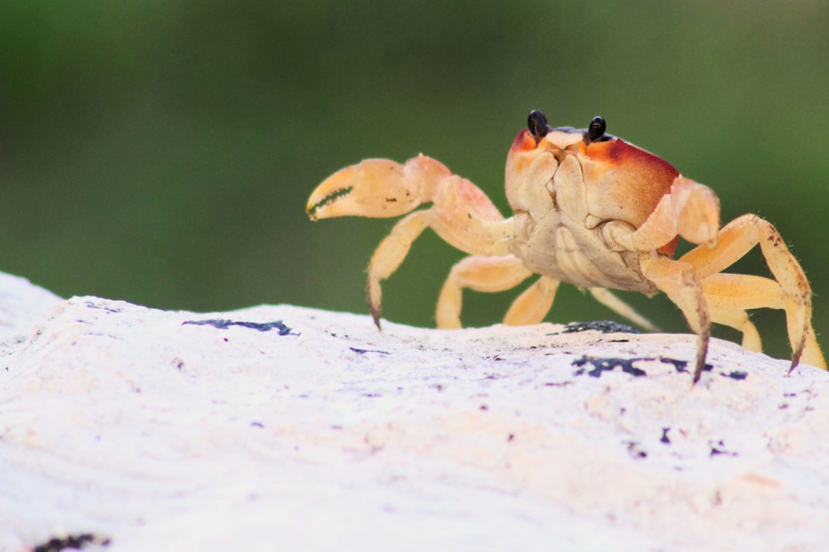 A crab to represent Cancer