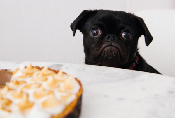 A black pug looking forlornly at a meringue pie