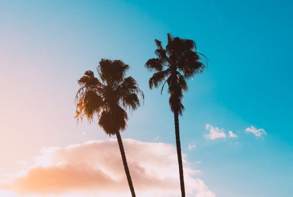 Two palm trees set against a blue and orange sky