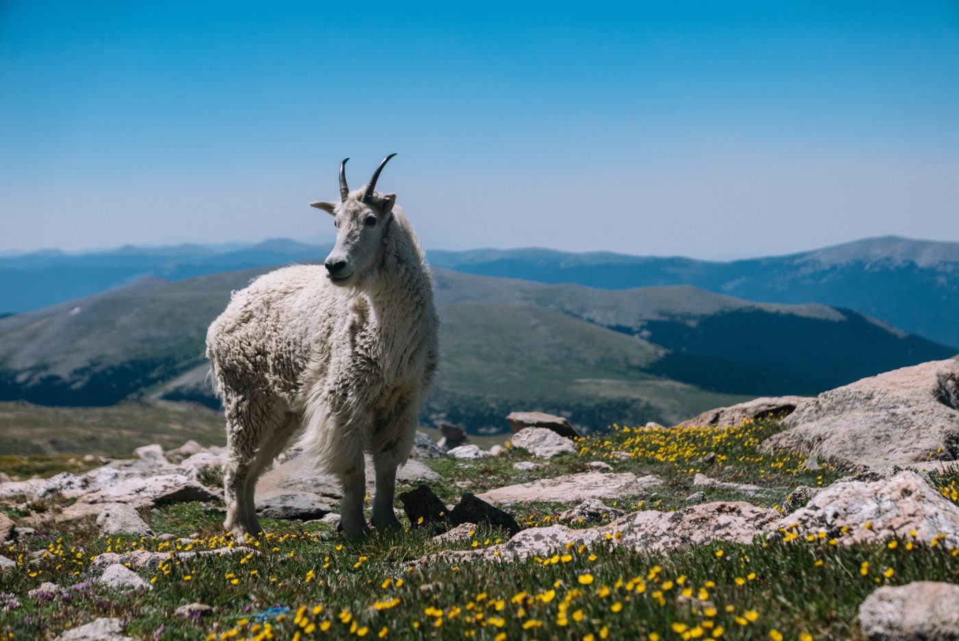 A mountain goat to represent Capricorn