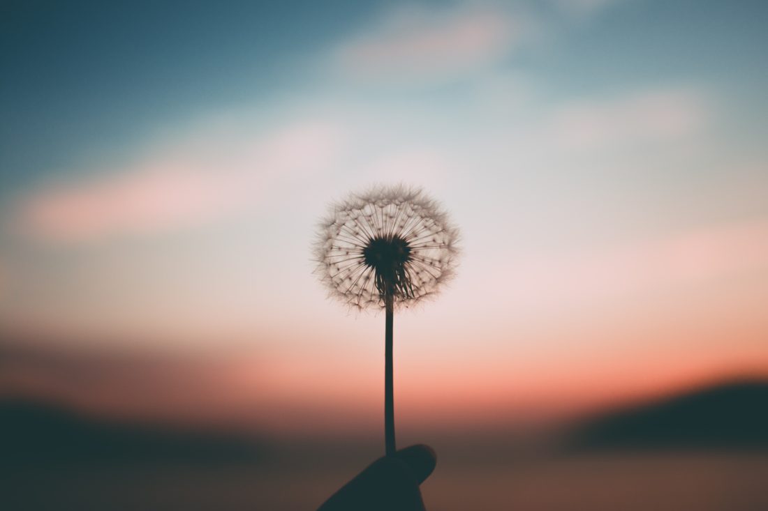 A single dandelion with the sunset in the background