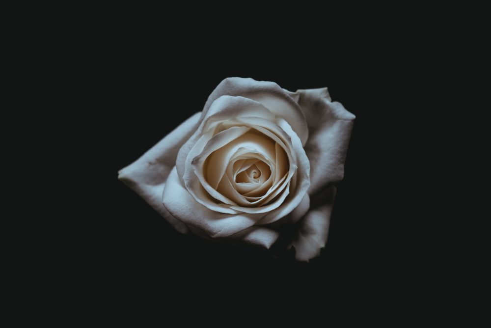 a single white rose