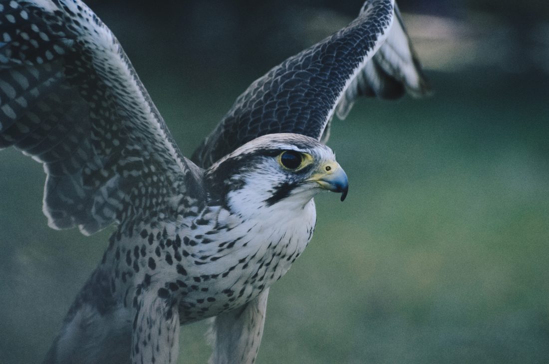A falcon taking flight