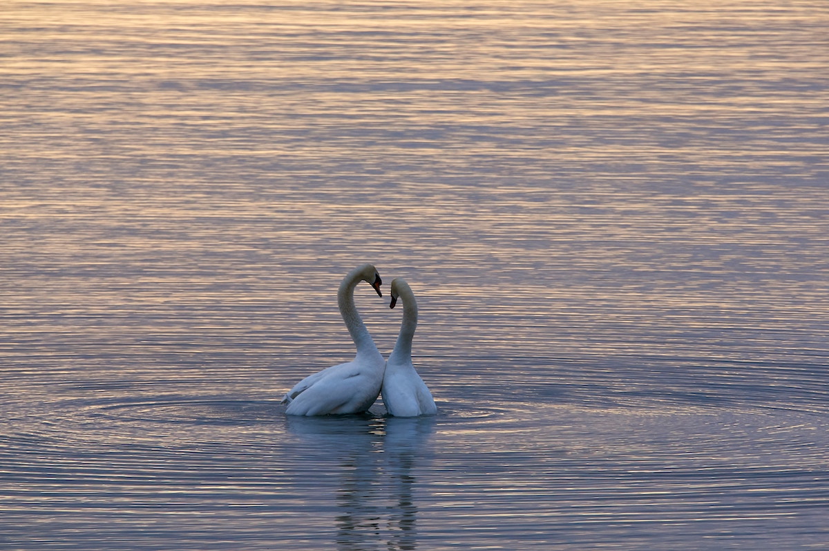 two swans in the water during sunset forming a heart with their bodies