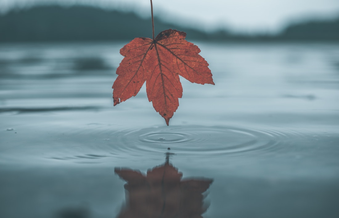 maple leaf falling into pond