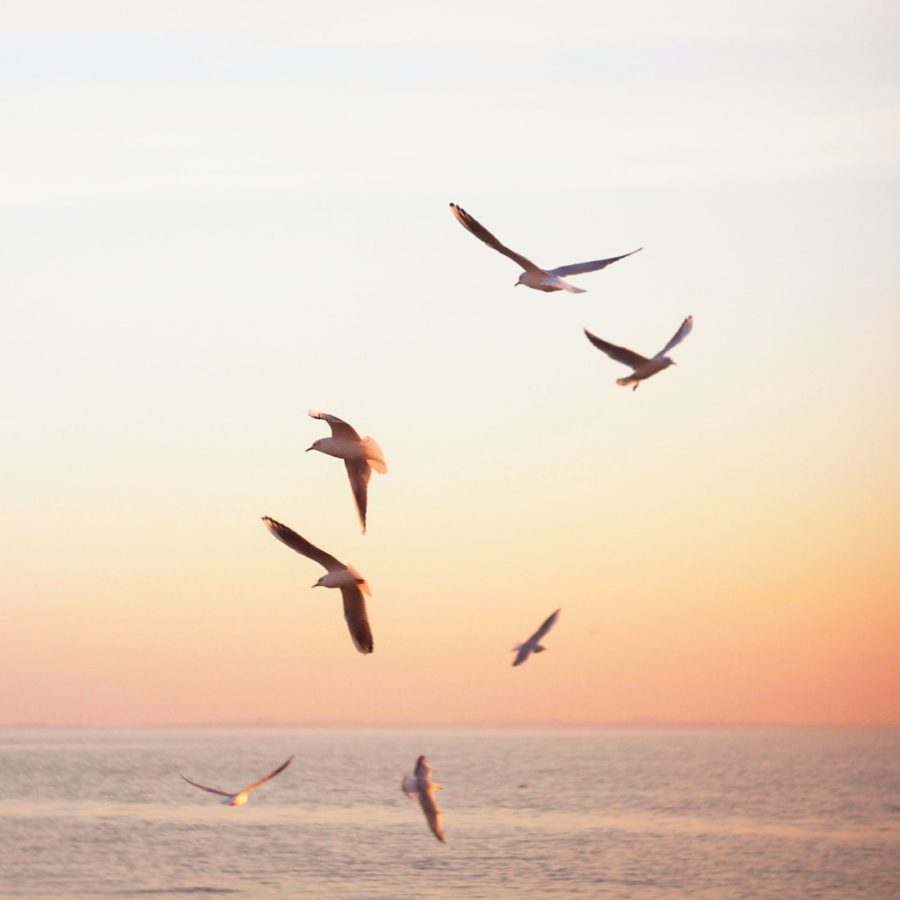 seagulls taking flight