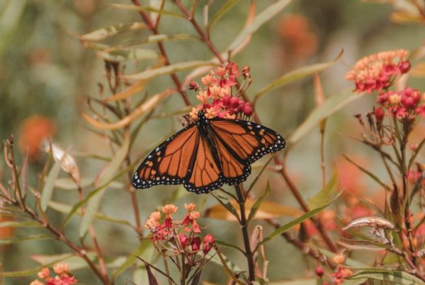 message from a monarch butterfly