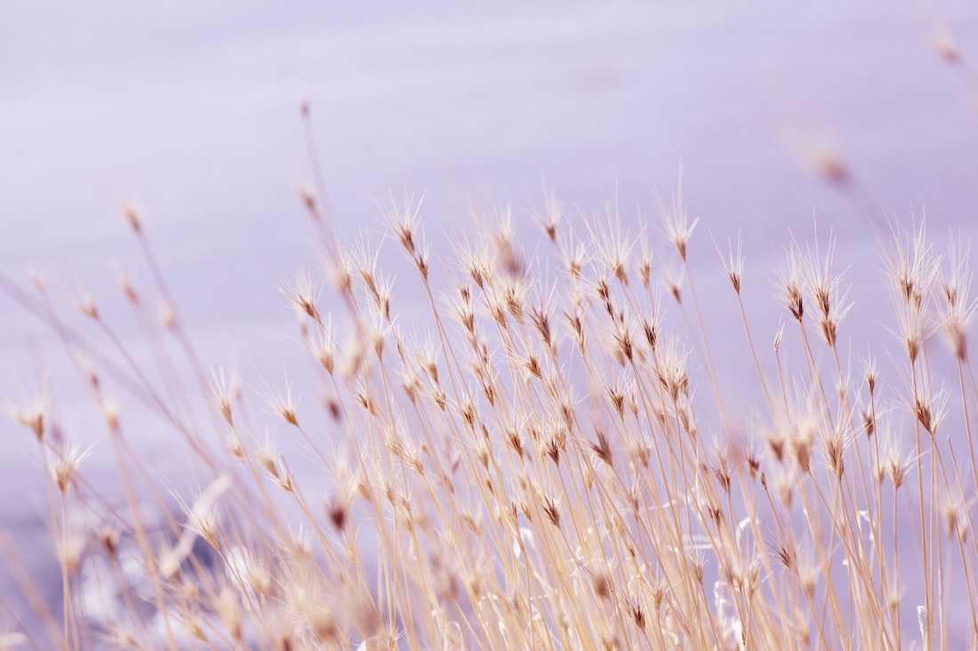 pampas grass