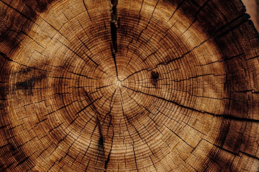 tree ring